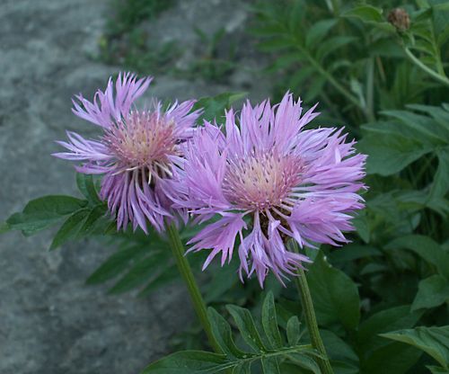 Тываларның кара эмнериниң аттары