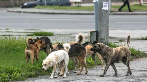 Жители Тувы смогут бесплатно стерилизовать домашних животных