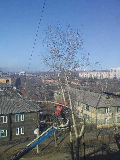 В Кызыле началось кронирование деревьев