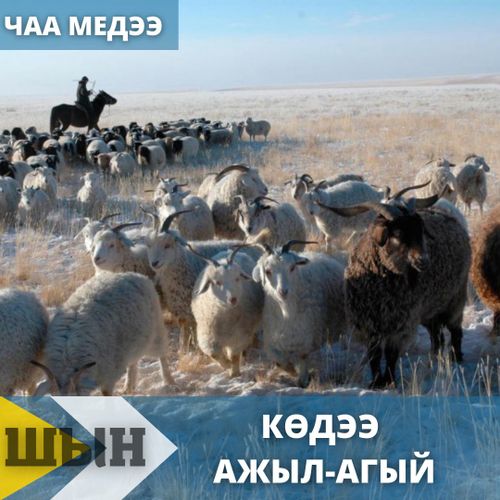 Тывада мал бажы өзүп турар