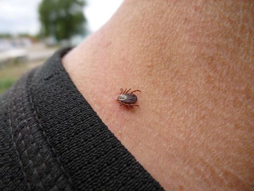 Жителей Тувы продолжают беспокоить клещи