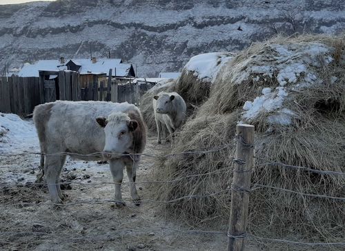 Ариана Куулар: «У нас есть свой йогурт»