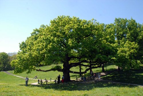 Дерево года