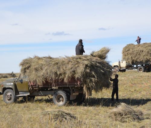 Поддержка АПК Республики Тыва