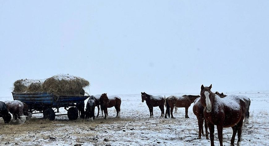 Благоприятные погодные условия способствуют стабильной зимовке скота