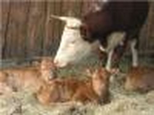 Герефорды адаптировались