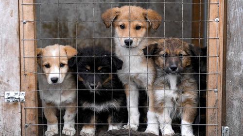 Быть или не быть приюту для животных в Кызыле?