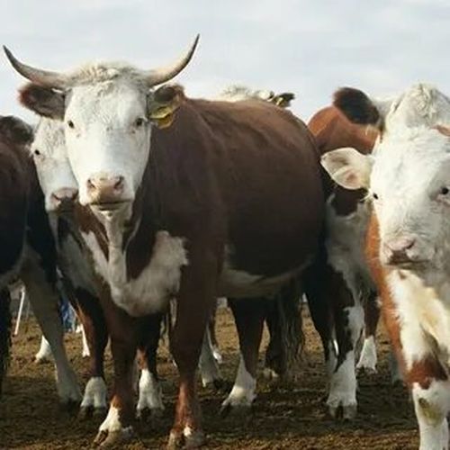 В Туве стартовал прием заявок на получение субсидий для развития молочного и мясного скотоводства