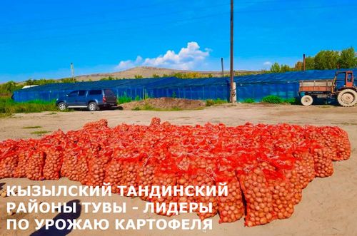 Кызылский и Тандинский районы Тувы – лидеры по урожаю картофеля