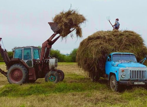 В Туве до 20 сентября проходит месячник по кормозаготовке