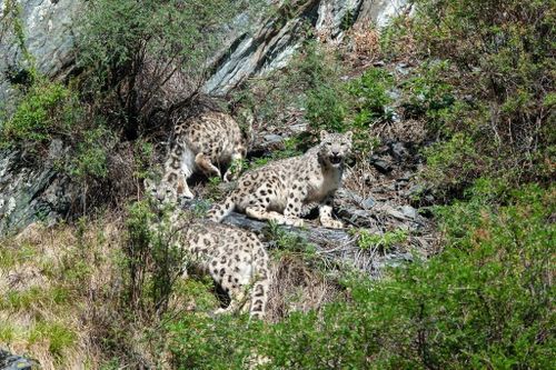 Сеӊгилеӊ сыннарында ирбиштерни шинчилээр