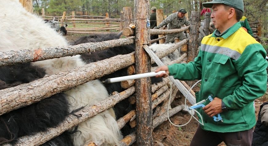 Тывада бода малдың сезен ажыг хуузун ящурга удур тараан
