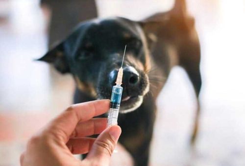 Тываның Баштыңы калчаа аарыглыг черлик ыттар-биле демиселди күштелдеририн негээн