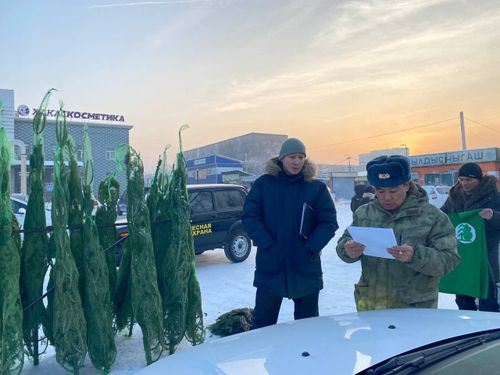 В Кызыле идут проверки мест продажи новогодних пихт