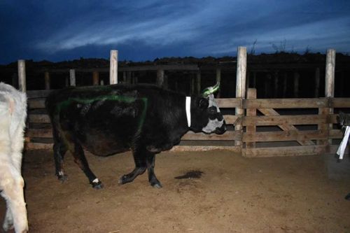 На полях Тувы замечены светящиеся коровы