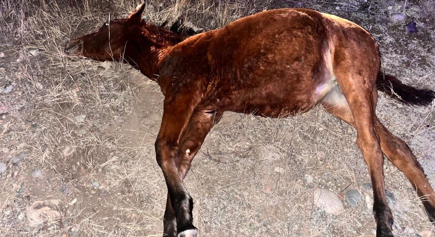 Опасные животные