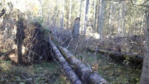 Буреломами край бурановый под охраною слушать. Ветровал. Минусинское лесничество. Сильный бурелом. Бурелом в Березняке