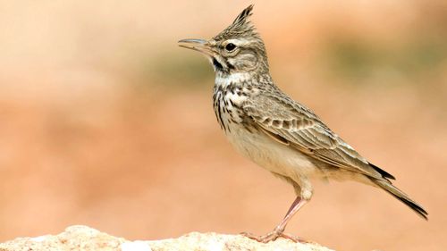 Озеро Дус-Холь — место обитания жаворонков