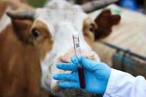 Цифровизация скота убережет от скотокрадов