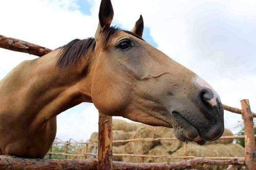 В Туве осудили трёх конокрадов 