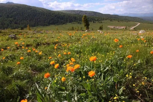 Тыва улустуң ажыглап чораан кара эмнериниң кыска тайылбыры