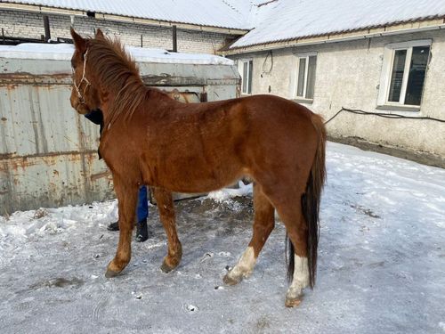 В Туве раскрыта кража лошади, подозреваемый задержан