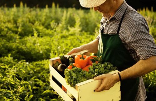 Фермерам из Тувы выделили «Ленинградский гектар»