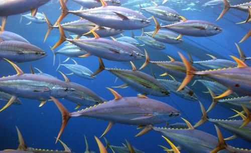 2 мая – Международный день тунца