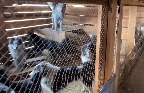 В Кызыле открылся муниципальный приют для безнадзорных собак