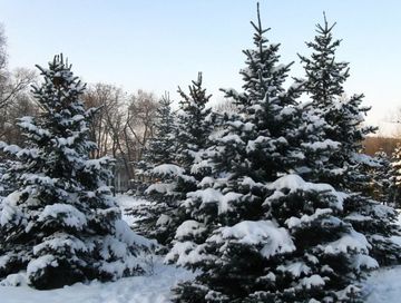 Полмиллиона хвойных