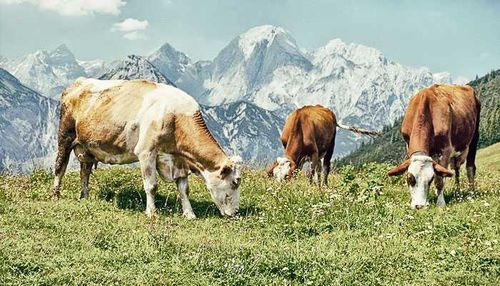 В Кызыле сняли с продажи более 300 кг говядины