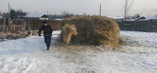Тимур и его буренки