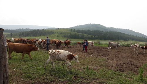 Шолбан Кара-оол: Показатели проекта «Корова-кормилица» утёрли нос скептикам