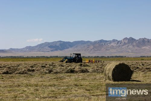 В Туве активно заготавливают грубые корма для скота