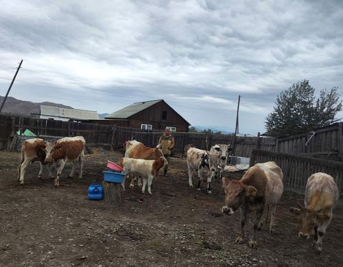 Участник СВО Сыдым-оол Хомушку начал бизнес по разведению коров