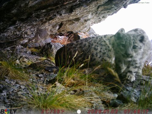 Снежные барсы разобрали фотоловушку за минуту до съемки