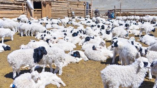 Глава Тувы поздравил представителей сельского хозяйства республики с их профессиональным праздником