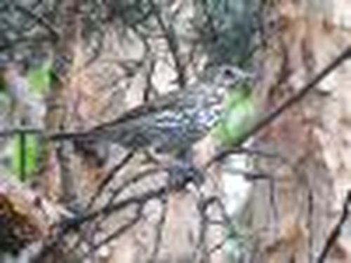 Птицы нам доверяют