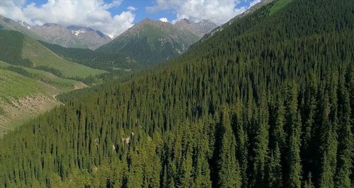 Онза камгалалдыг бойдус девискээрлеринче төлевирни доктааткан