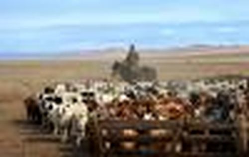 «Обуздать» степь