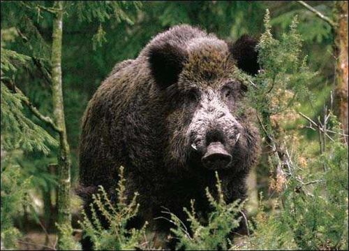 В Туве открылся сезон охоты на копытных