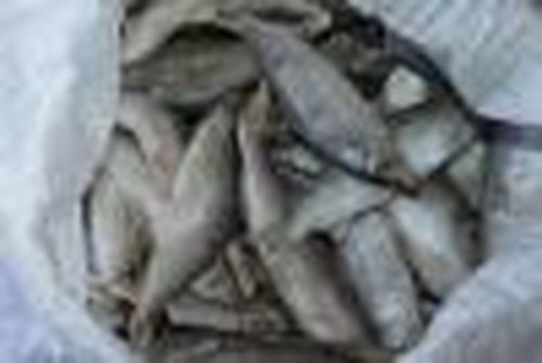 Несмотря на запрет