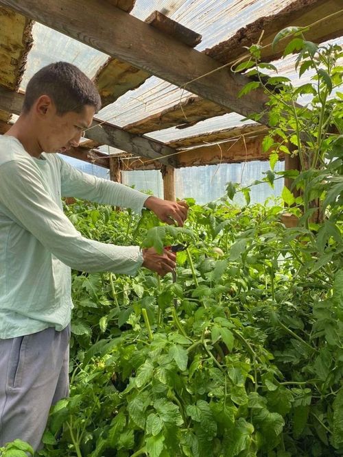 Социальный контракт поможет более 3200 жителям Тувы в 2025 году начать свое дело и выйти на стабильный доход