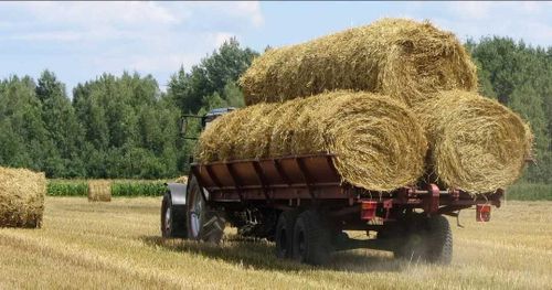 В Туве заготовили 288 419 тонн кормов