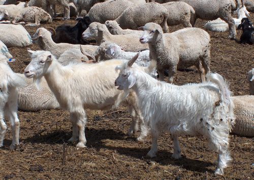 Тува вышла на пятое место в России по численности овец и коз