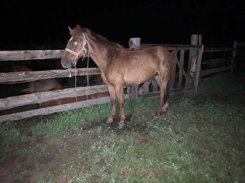 В Туве под копытами лошади погиб еще один ребенок