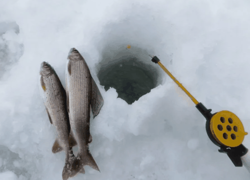 На берегу реки Алаш пройдет конкурс "Золотая лунка 2019"