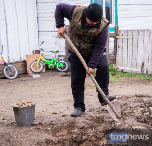 В семьях Тувы начали высаживать «народный картофель»