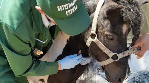 Прокуратура Тувы проверила соблюдение законодательства о ветеринарии