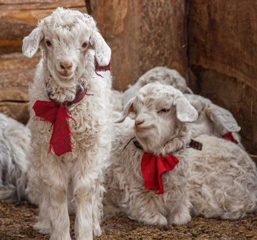 Задача - сохранить молодняк